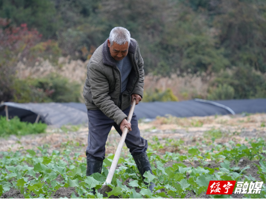 油菜中耕保墒促丰收