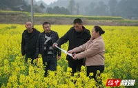 绥宁县：农技人员田间“看诊”   助力油菜丰产增收