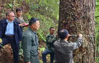 绥宁：南山国家公园候选区黄桑片区发现大规模柔毛油杉群落
