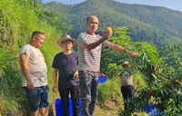“光头强”返乡急购两万斤黄桃 解果农滞销之忧
