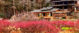 绥宁花园阁：腊梅盛开俏枝头