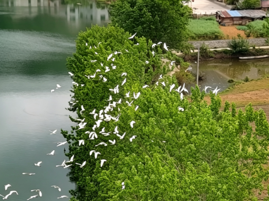 田心村：白鹭翩跹入画来 苗乡春日生机盎然