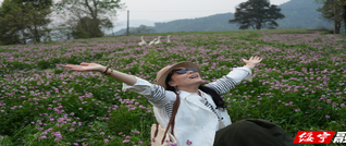 紫云英花海惹人醉