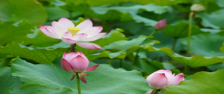 绥宁：荷花盛放迎客来  绘就湿地夏日最美画卷