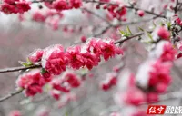 绥宁：大团侗寨雪中桃花笑迎春风