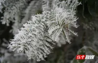绥宁：雾凇挂满枝 银装美如画