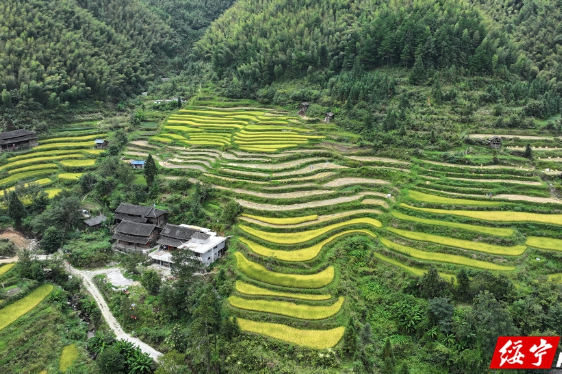 绥宁：金秋染侗寨  梯田“丰”景如画