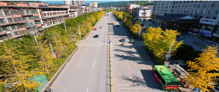 银杏披金缀山城 初冬美景入画来