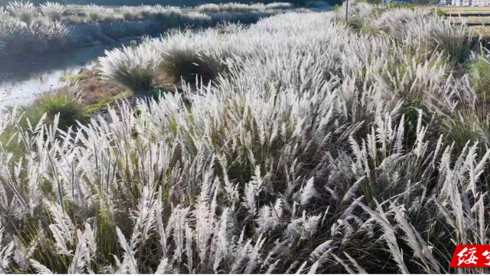 绥宁初冬胜春朝 十里荻花舞轻盈