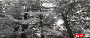 绥宁：初冬雾凇冰雪绘就“童话森林”