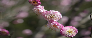 春暖花开日 正是踏青时