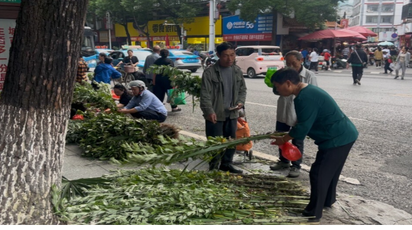 綏寧縣：粽葉飄香時(shí) 艾草護(hù)家門(mén)