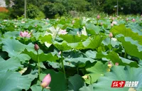 绥宁花园阁国家湿地公园：荷花绽放，共赴夏日浪漫之约