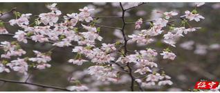 春天里的大美绥宁③丨绥宁：樱花缀青山 春色满苗乡