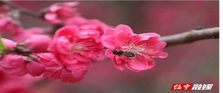 春天里的大美绥宁④丨春满苗乡花正开 关峡兰溪口桃花盛放引客来