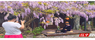 绥宁：紫藤花串起唯美乡村画卷