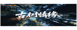 文脉华章 | 微视频《古树情缘》