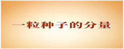 學習手記｜一粒種子的分量