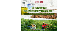 习近平总书记关切事｜让油茶树变成百姓“摇钱树”——把地方特色产业做优做强之三