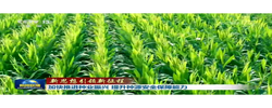 【新思想引领新征程】加快推进种业振兴 提升种源安全保障能力