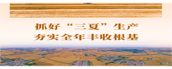 新闻多一点｜抓好“三夏”生产 夯实全年丰收根基