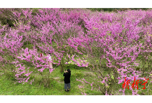 新宁崀山：紫荆花开满眼春