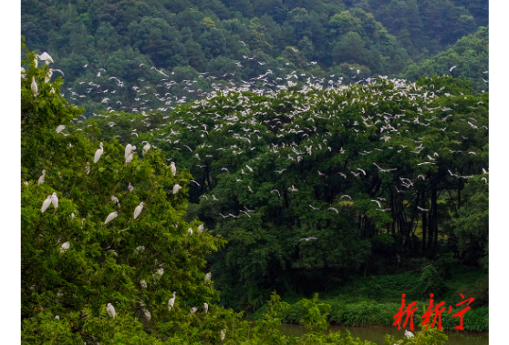 新寧崀山：萬(wàn)千白鷺漫天飛舞 “鳥(niǎo)浪”盡顯生態(tài)之美