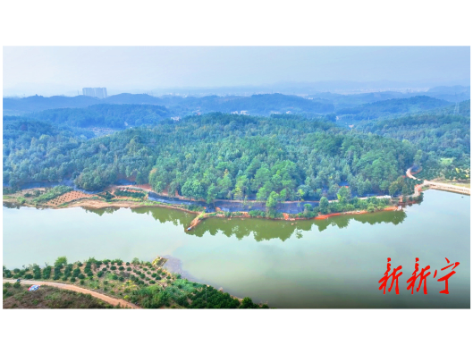 新宁：深化林改激活力，林下经济绘“富”景