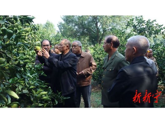 新宁举办重阳节脐橙果农秋季管理交流会