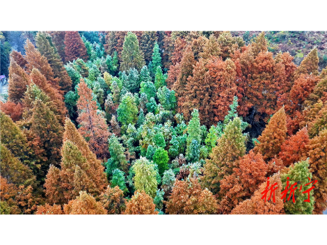 新宁：杉林染彩 醉美转车坪