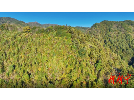 舜皇山“住户”实录：上演珍稀动物“邂逅”