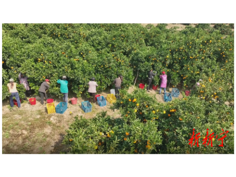 从枝头到舌尖，新宁脐橙的“镀金记”