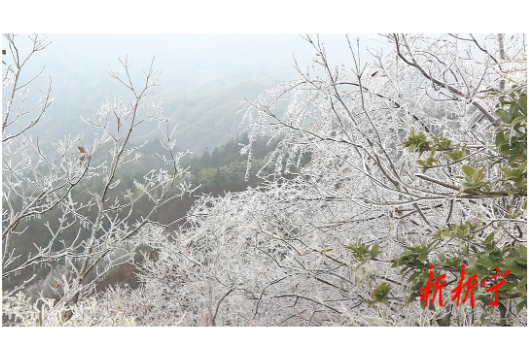 深冲雾凇秀美 湘桂山歌传情