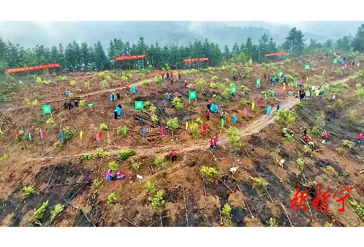 新宁举行全民义务植树活动