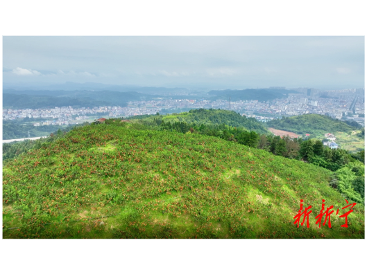 新宁：退伍不褪色，荒山种出“黄金果”