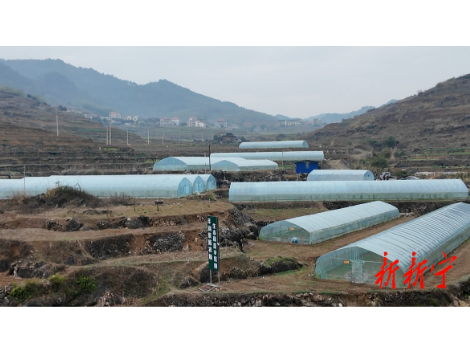 【新春走基层】万塘乡：大棚抢早育生机 闲地生金促增收