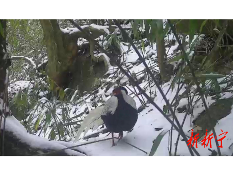 珍稀动物轮番“打卡”新宁雪地 上演冬日生态“名场面”