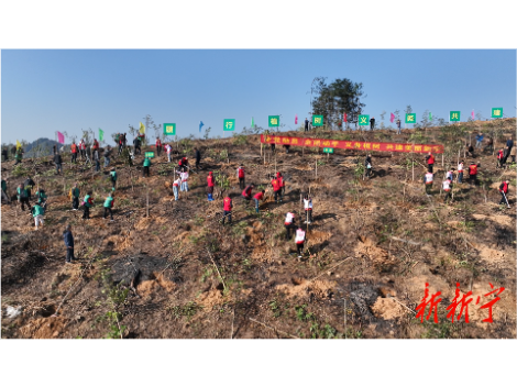 新宁开展2026年义务植树活动