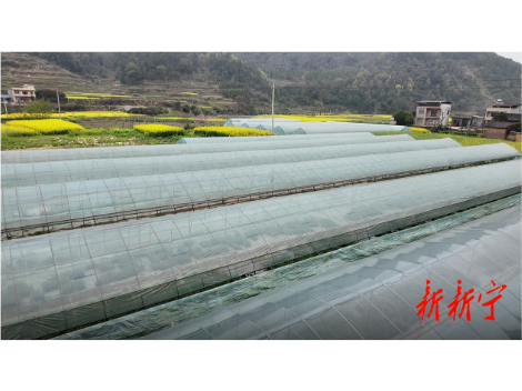 塘尾头村：大棚育苗兴产业