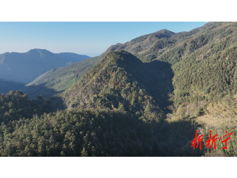 沐春焕新！银杉全链条管护工作显成效