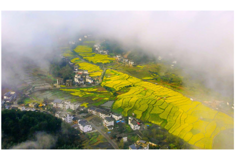 崀山邂逅花海 丹霞“金浪”醉游人