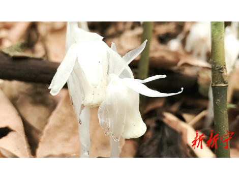 南山国家公园候选区新宁舜皇山片区多地相继发现不同珍稀水晶兰群落