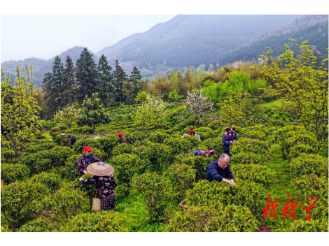 紫云山：生态云雾茶产业赋能群众共富