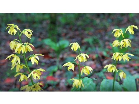 500余株！“植物金丝猴”惊艳绽放崀山