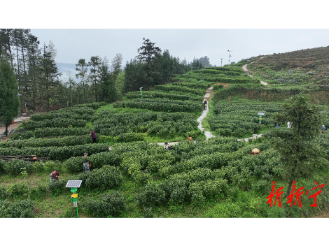 春染茶山，叶叶是金！新宁万亩茶园迎来丰收季