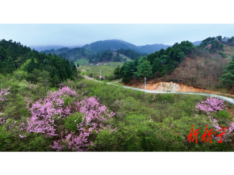 美出圈！新宁这片花海已进入最佳观赏期