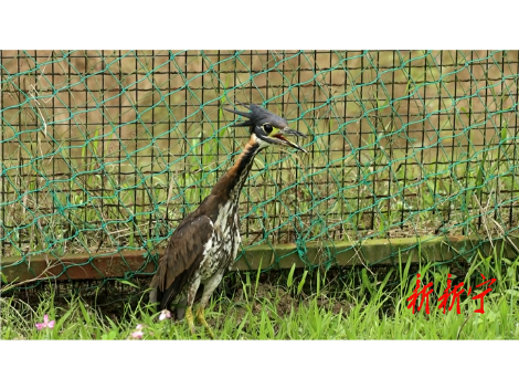 崀山好生态，再现“鸟中大熊猫”海南鳽