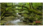紫云山：初夏秘境藏芬芳 百合绽放引客来
