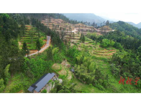 东岭林场：林下种“金药” 青山变“宝盆”