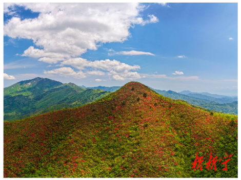 黄金瑶族乡：漫山映山红绽放 生态美景引客来